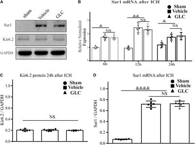 Glibenclamide Attenuates Neuroinflammation and Promotes Neurological Recovery After Intracerebral Hemorrhage in Aged Rats